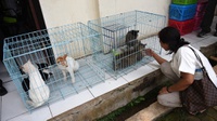Razia Kucing di DKI dan Upaya Penyelamatan oleh Komunitas
