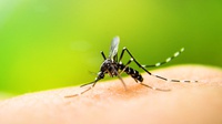 Ketahui 4 Jenis Minyak Esensial untuk Mengusir Nyamuk