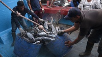 Ikan Tuna Hasil Tangkapan Nelayan Menurun