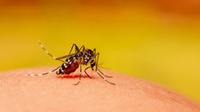 Cara Usir Nyamuk untuk Cegah DBD: 3M Plus dan Gunakan Losion Alami