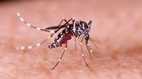 Kasus DBD Capai 11 Ribu, Kemenkes: Penyebabnya Bukan Cuma Nyamuk