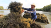 Manfaat Rumput Laut Cokelat: dari Anti-kanker hingga Anti-obesitas