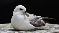 Studi Ungkap Ada Kandungan Plastik di Telur Burung Camar Antartika