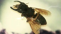 Lebah Raksasa Wallace Ditemukan Kembali di Kepulauan Maluku