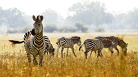 Garis Hitam Putih pada Zebra Dapat Mengecoh Serangan Serangga