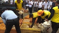 Asosiasi Peternak Ayam: Kami Bangkrut Jika Pemerintah Tak Bertindak