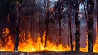 150 Hektare Lahan Gambut di Mempawah, Kalbar Terbakar