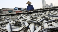 Sejarah Ikan Asin di Indonesia: Sudah Ada Sejak Zaman Mataram Kuno