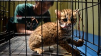 Hukuman yang Bisa Menjerat Penyiksa Kucing Pakai Ciu