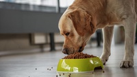 Koprofagia & Obesitas, Jangan Sampai Dialami Anjing Kesayanganmu