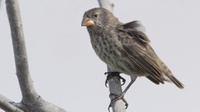 Aktivitas Manusia Pengaruhi Massa Tubuh Burung Finch di Galapagos