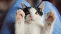 Ketahui 6 Bahan Alami untuk Basmi Kutu pada Kucing Peliharaan