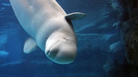 Paus Beluga Terlatih Nampak di Perairan Norwegia