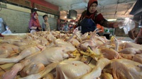 Peternak Keluhkan Harga Ayam yang Turun Drastis Usai Lebaran 2019