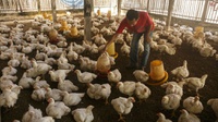 Menanti Intervensi Pemerintah Jelang Banjir Daging Ayam dari Brasil