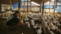 Harga Ayam Jatuh, Perusahaan Daging Olahan Perlu Serap Pasokan