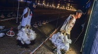 Mendag Ungkap Biang Kerok Fluktuasi Harga Ayam Ras