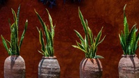 Tips Merawat Kaktus, Spider Plant, & Lidah Mertua di Dalam Ruangan