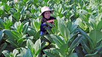 PBNU: Kenaikan Cukai Rokok Mendzalimi Petani dan Buruh Tembakau
