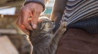 Memberi Kucing Antibodi Bisa Kurangi Respons Alergi pada Manusia