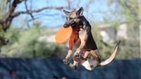 Gigit ART, Anjing Bimo Aryo Dikarantina 14 Hari untuk Cek Rabies