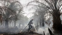 Lahan Perusahaan Sawit Malaysia yang Diduga Dibakar Disegel KLHK