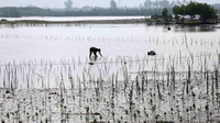 Pertamina Janji Pulihkan Mangrove yang Rusak karena Tumpahan Minyak