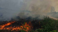 Beda Data Kebakaran Hutan BNPB vs KLHK: Riau Paling Terdampak