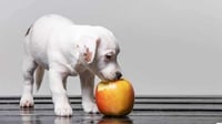 5 Jenis Buah dan Sayur yang Bisa Dikonsumsi Anjing Peliharaan