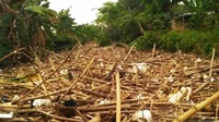 Sungai Cikeas Dipenuhi Sampah Bambu, Butuh 2 Minggu untuk Bersih