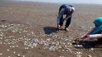 Penyebab Ribuan Ikan Mati di Pantai Jetis Versi DLH Cilacap