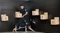 Penjelasan Soal Anjing Bisa Mengendus Covid-19 dari 'Kaos Kaki Bau'