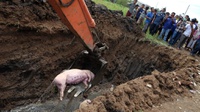 Tangani Demam Babi Afrika di Sumut, Kementan Buka 102 Posko Darurat
