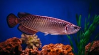 Mengenal Jenis Ikan Arwana, Harga, & Ciri-cirinya