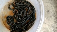 Warga Kembangan Jakbar Temukan Ular Kobra di Kloset Kamar Mandi