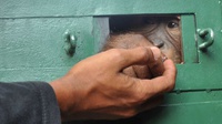 Saat Evakuasi Orangutan Peliharaan Ketua Ormas Berujung Penyerangan