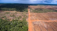 Tarik-Ulur Komitmen Indonesia dalam Mengurangi Deforestasi