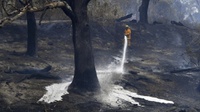 Kebakaran Hutan Australia Musnahkan Hampir 500 Juta Hewan