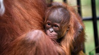 Bayi Orangutan yang Lahir di Tengah Pandemi Covid-19