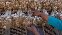 Kementan Dorong Produksi Bawang Putih Lokal Lewat Wajib Tanam