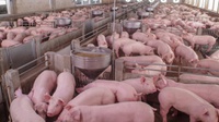DPR Dorong Pemerintah Tingkatkan Edukasi soal Flu Babi Afrika