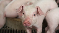Kasus Flu Babi Ditemukan di Batam, Masyarakat Diminta Waspada