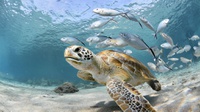 Tema Hari Penyu Sedunia 2022 dan Cara Peringati Sea Turtle Day