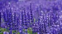 7 Arti Bunga Lavender, Ciri-ciri dan Manfaatnya bagi Tubuh