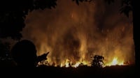Luas Lahan Terbakar di Riau sejak Januari 2023 Capai 956 Hektare