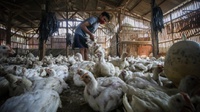 Kemendag Minta Peternak Lokal Bersaing Hadapi Ayam Impor Brasil