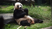 Tiga Tahun Panda dari Cina Hidup di Taman Safari Indonesia
