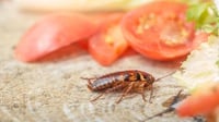 Cara Mengusir Kecoak dan Serangga di Dapur dengan Bahan Alami
