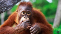 Sinopsis Orangutan Jungle School, Dokumenter yang Tayang di Mola TV
