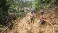 Sawit & Tambang: Pemicu Suramnya Masa Depan Petani Rotan di Kalbar